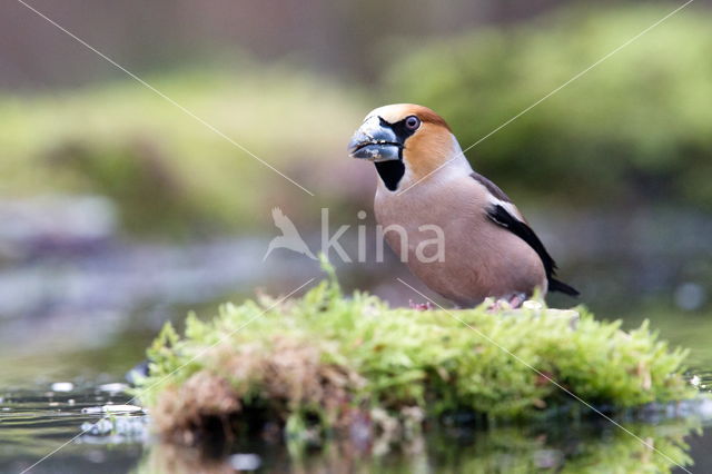 Appelvink (Coccothraustes spec.)