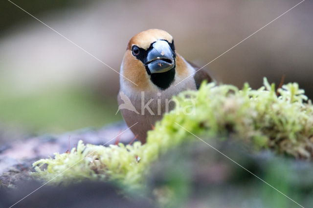 Appelvink (Coccothraustes spec.)