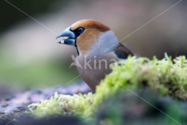 Appelvink (Coccothraustes spec.)