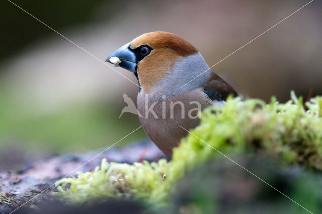 Appelvink (Coccothraustes spec.)