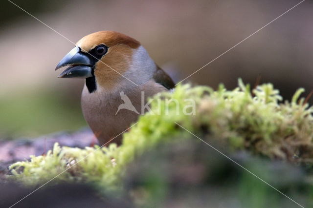 Appelvink (Coccothraustes spec.)