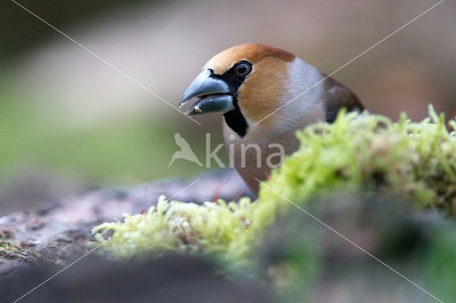 Appelvink (Coccothraustes spec.)