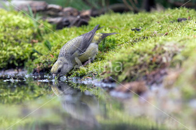 Red Crossbill (Loxia curvirostra)