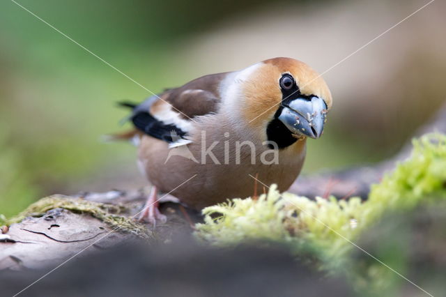 Appelvink (Coccothraustes spec.)