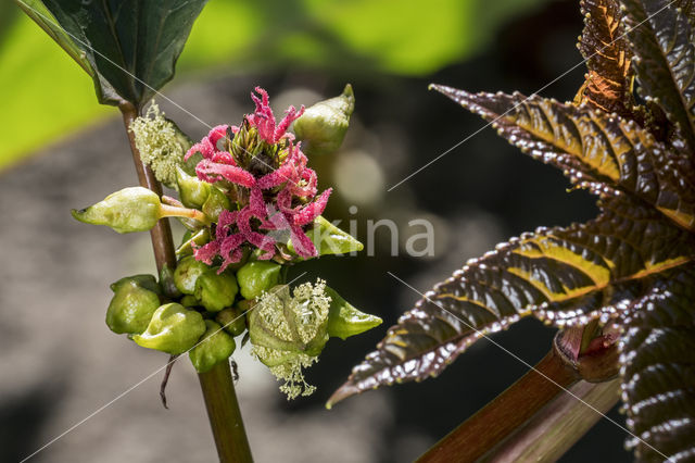 Castor-oil-plant (Ricinus communis)