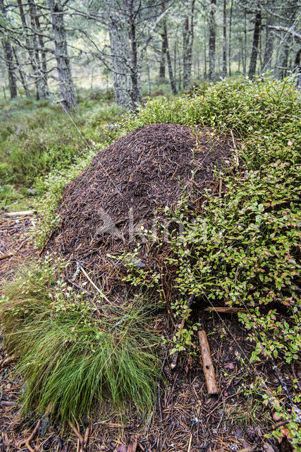 Behaarde rode bosmier (Formica rufa)