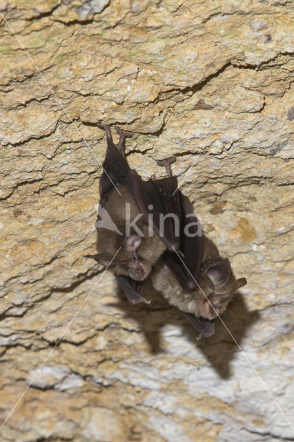 Kleine hoefijzerneus (Rhinolophus hipposideros)