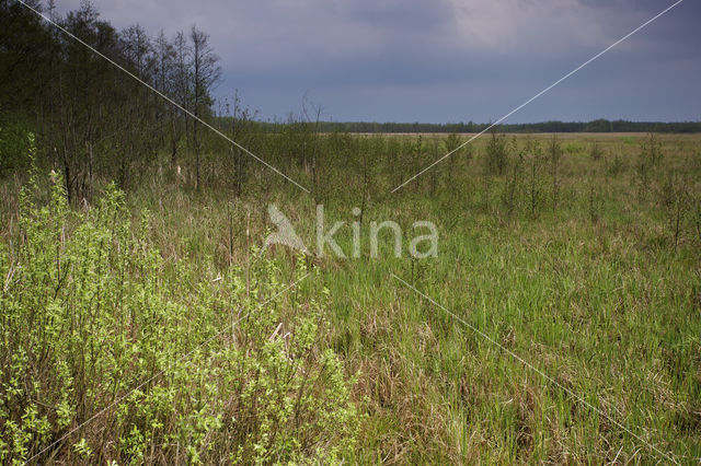 Biebrza National Park