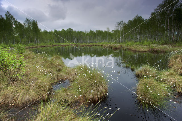 Eenarig wollegras (Eriophorum vaginatum)