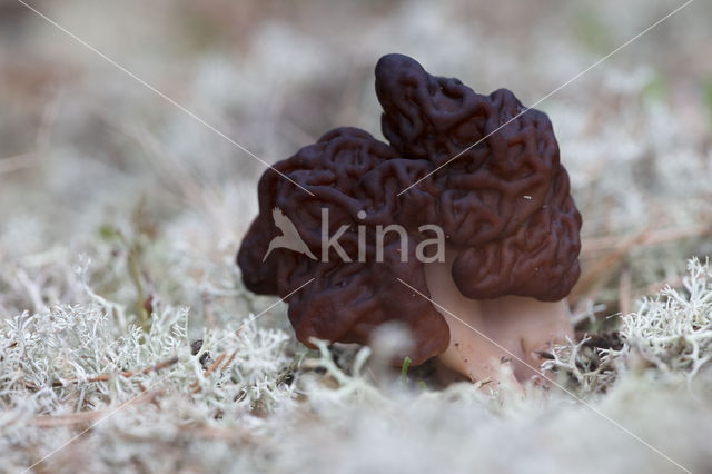 Voorjaarskluifzwam (Gyromitra esculenta)