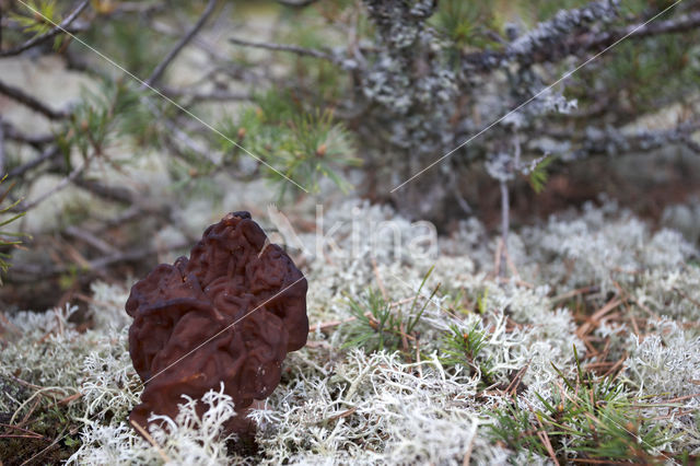 Voorjaarskluifzwam (Gyromitra esculenta)