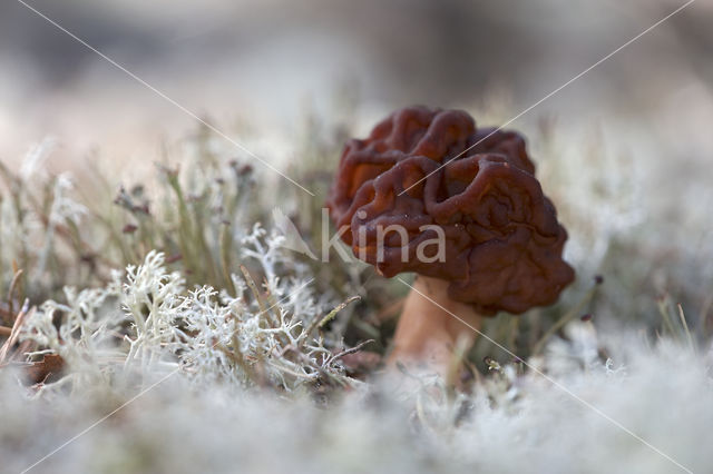 False Morel (Gyromitra esculenta)