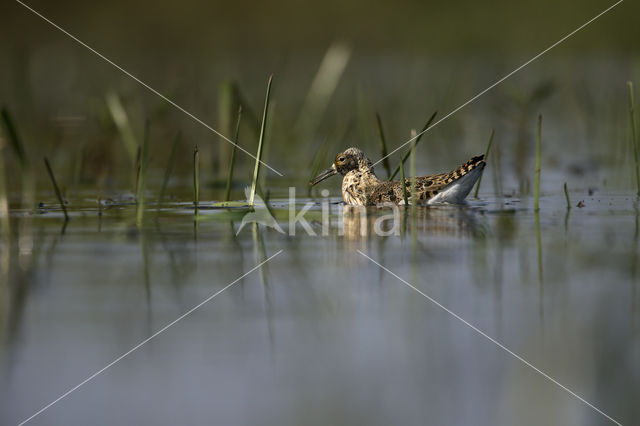 Kemphaan (Philomachus pugnax)