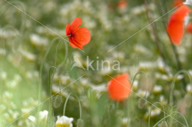 Klaproos (Papaver spec.)