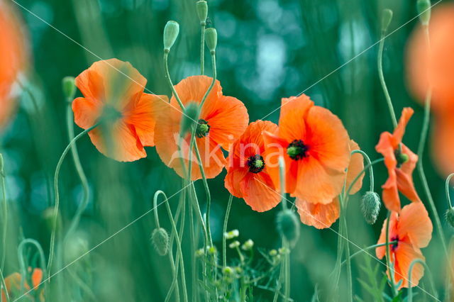 Klaproos (Papaver spec.)