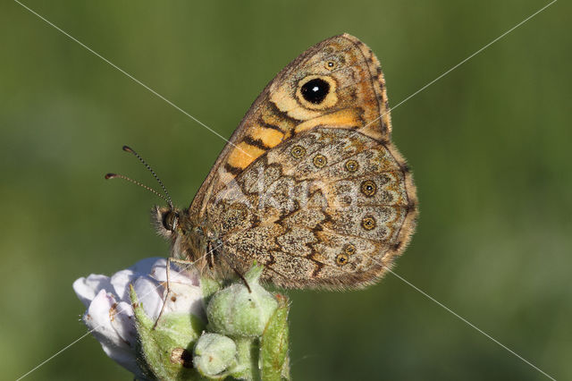 Wall Brown (Lasiommata megera)