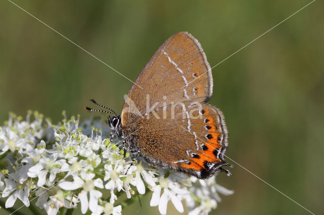 Pruimenpage (Satyrium pruni)