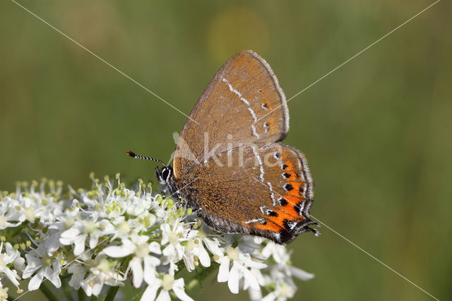 Pruimenpage (Satyrium pruni)