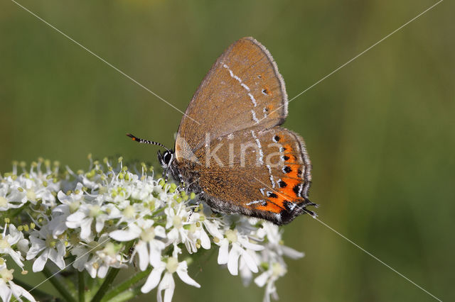 Pruimenpage (Satyrium pruni)