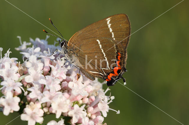 Iepenpage (Satyrium w-album)