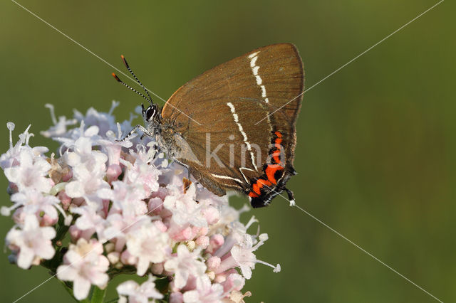 Iepenpage (Satyrium w-album)