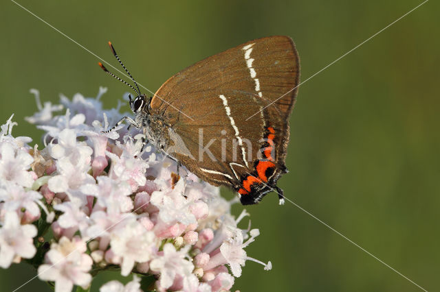 Iepenpage (Satyrium w-album)