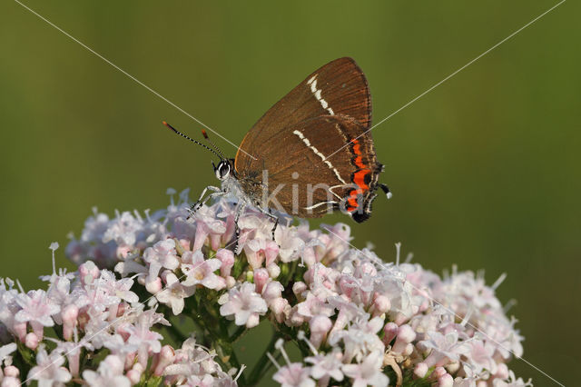 Iepenpage (Satyrium w-album)