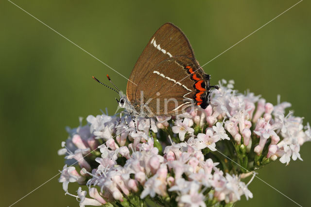 Iepenpage (Satyrium w-album)