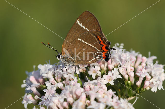 Iepenpage (Satyrium w-album)