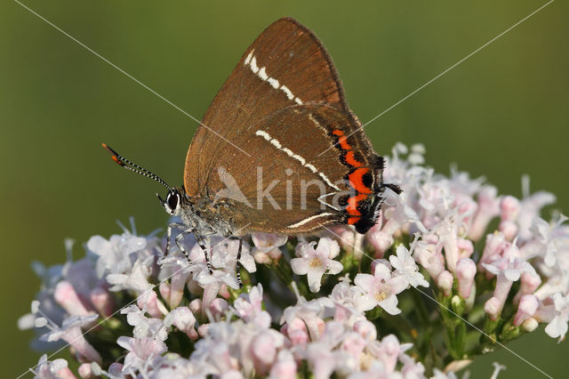 Iepenpage (Satyrium w-album)