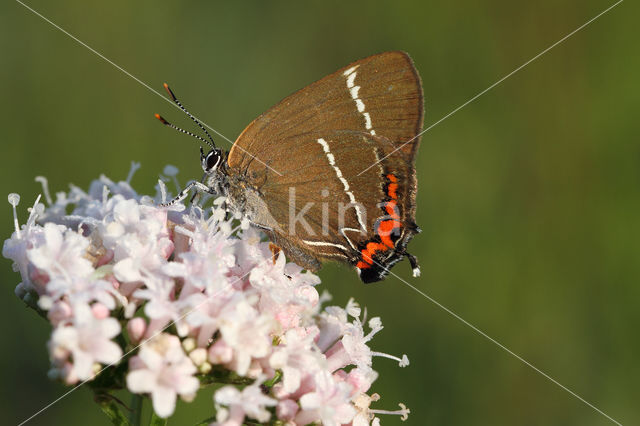 Iepenpage (Satyrium w-album)