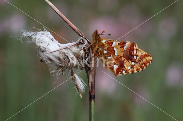 Veenbesparelmoervlinder (Boloria aquilonaris)