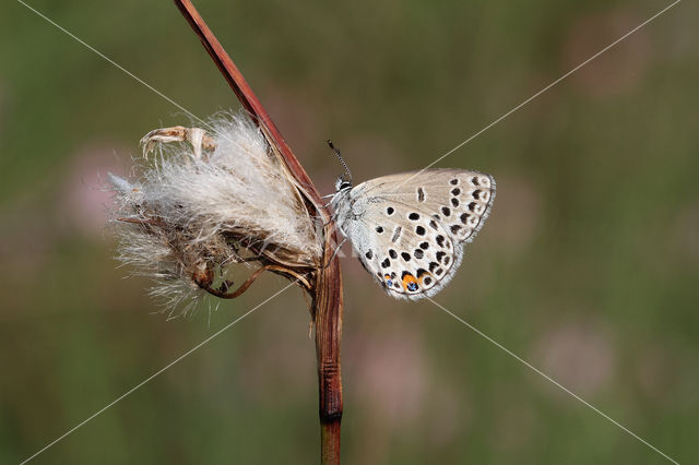 Veenbesblauwtje (Plebejus optilete)