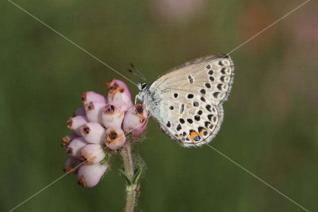 Veenbesblauwtje (Plebejus optilete)