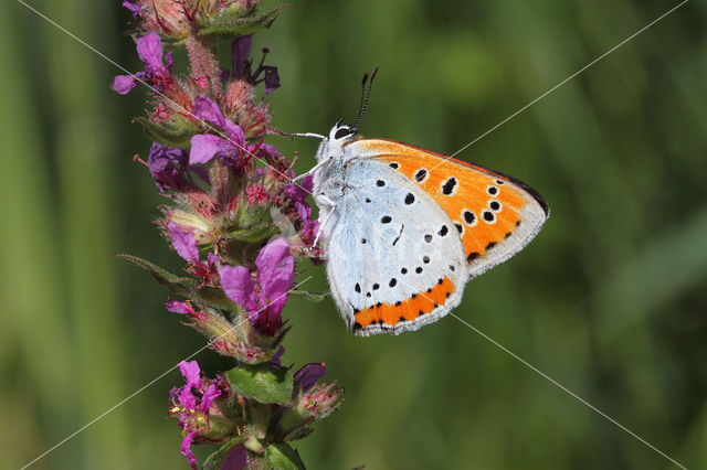 Grote vuurvlinder (Lycaena dispar)