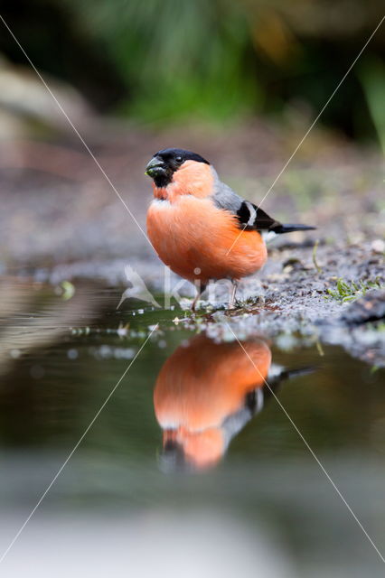 Eurasian Bullfinch (Pyrrhula pyrrhula)