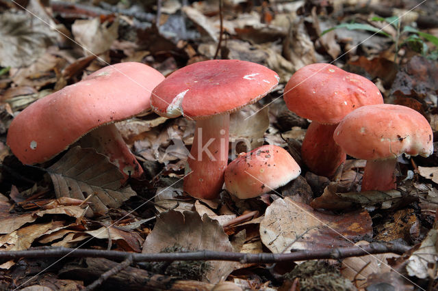 Rosy Crust (Russula rosea)