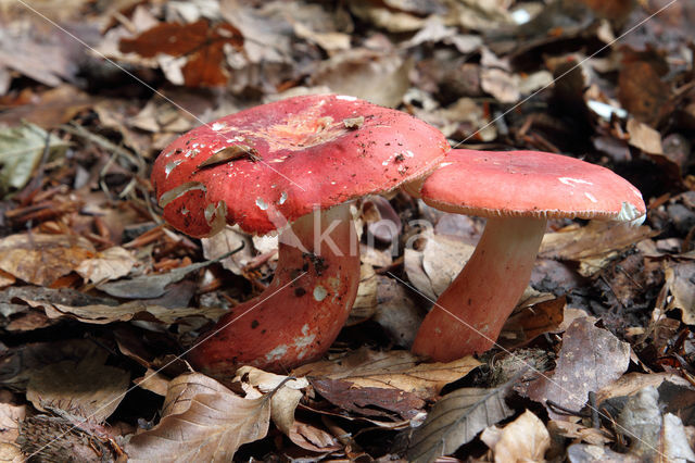 Potloodrussula (Russula rosea)