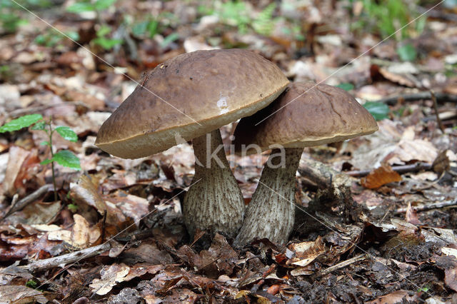 Haagbeukboleet (Leccinum griseum)