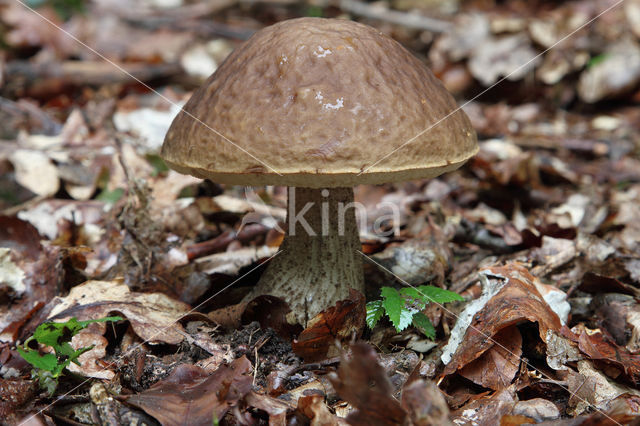 Haagbeukboleet (Leccinum griseum)