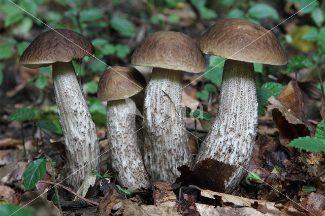 Haagbeukboleet (Leccinum griseum)