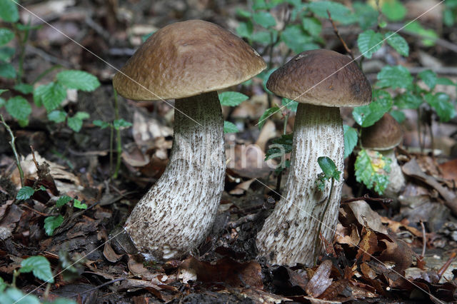 Haagbeukboleet (Leccinum griseum)