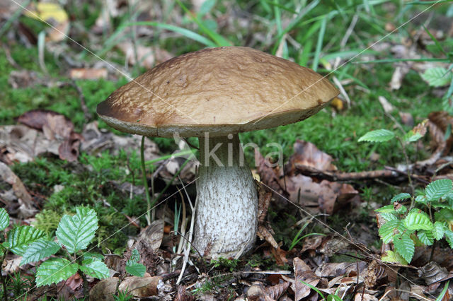 Haagbeukboleet (Leccinum griseum)