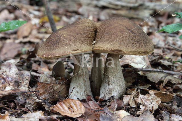 Haagbeukboleet (Leccinum griseum)