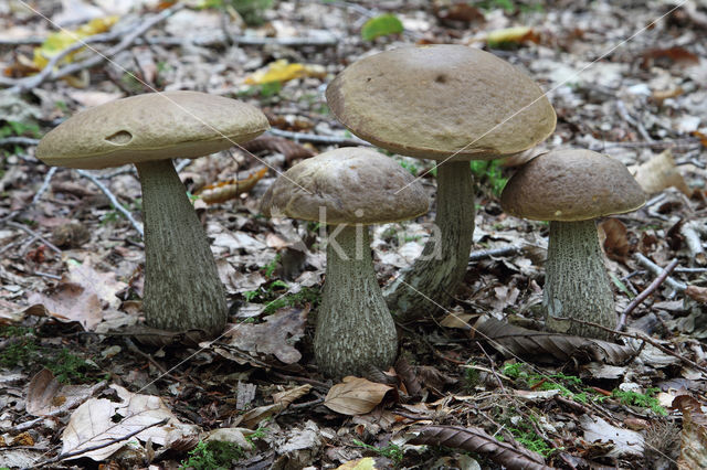 Haagbeukboleet (Leccinum griseum)