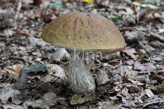 Haagbeukboleet (Leccinum griseum)