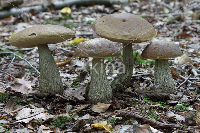 Haagbeukboleet (Leccinum griseum)