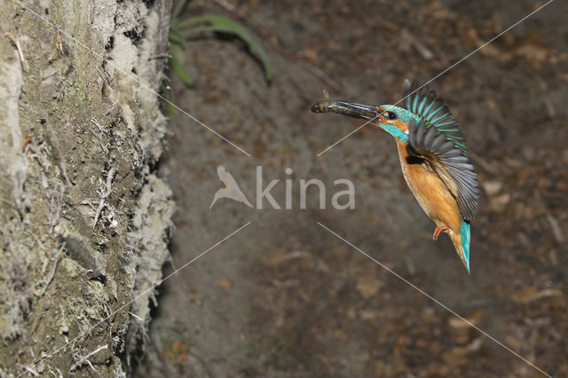 IJsvogel (Alcedo atthis)