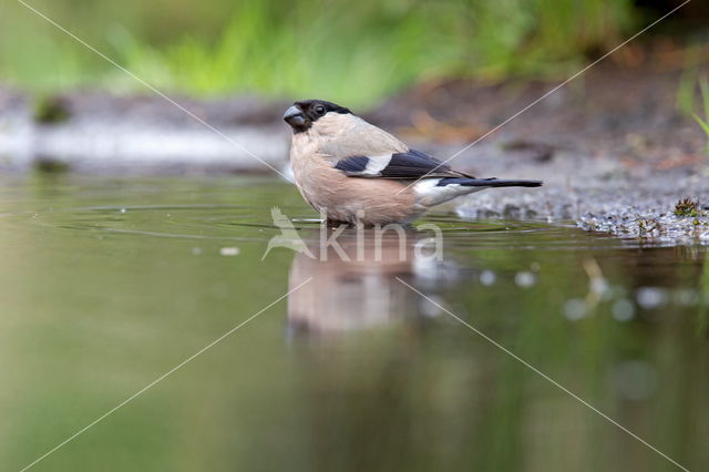 Eurasian Bullfinch (Pyrrhula pyrrhula)