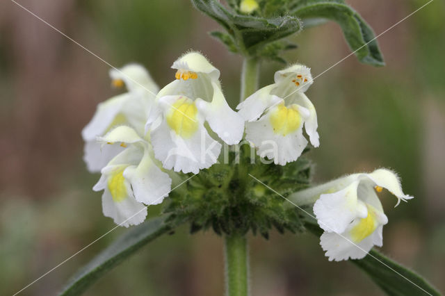 Bleekgele hennepnetel (Galeopsis segetum)